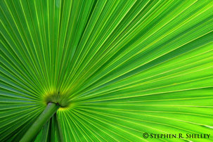 Palmetto Leaf